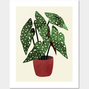 Begonia maculata flowerpot watercolor Posters and Art